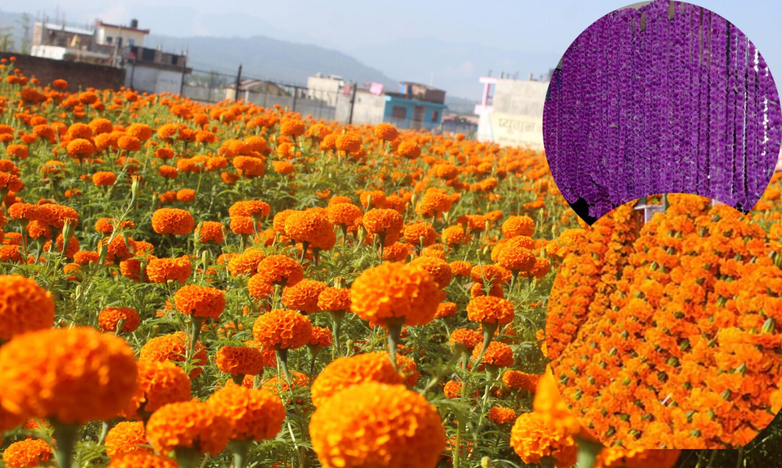 तिहारका लागि फूलमाला बिक्री गर्न काठमाण्डौंमा तोकिए ३२ स्थान